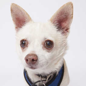 Odie