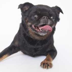 Mrs. Puggles