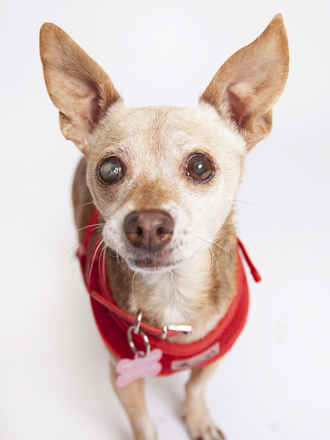 Reve