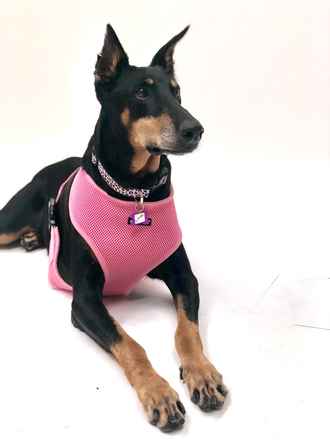 Schatzi