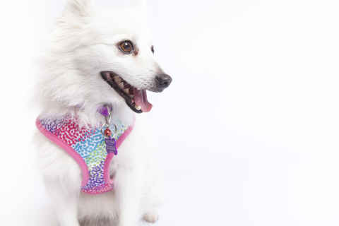 Miss Furbulous