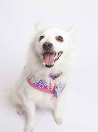 Miss Furbulous