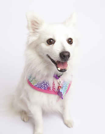 Miss Furbulous