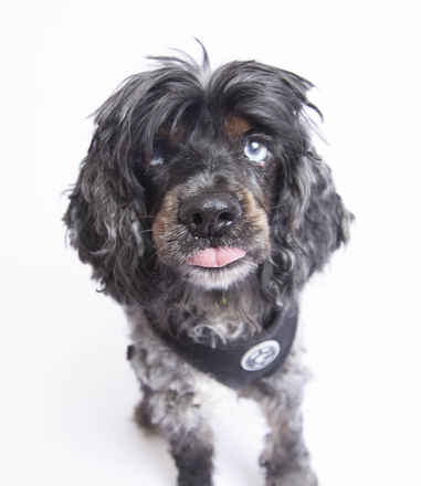 Sinatra