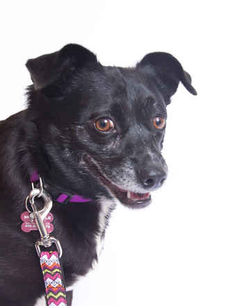 Miss Kelpie