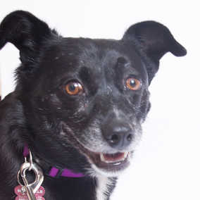 Miss Kelpie