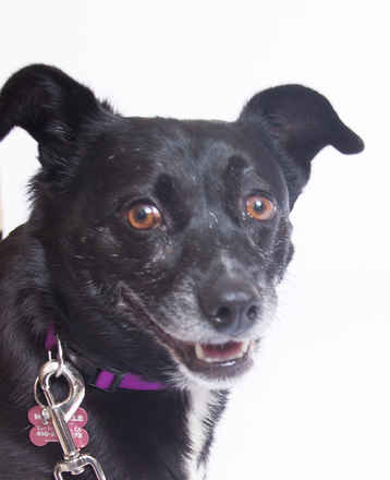 Miss Kelpie