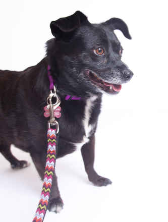 Miss Kelpie