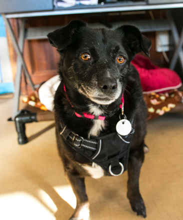 Miss Kelpie