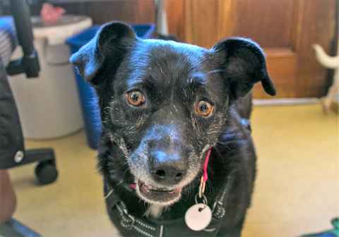Miss Kelpie