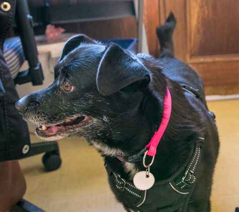 Miss Kelpie