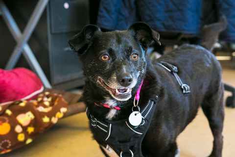Miss Kelpie