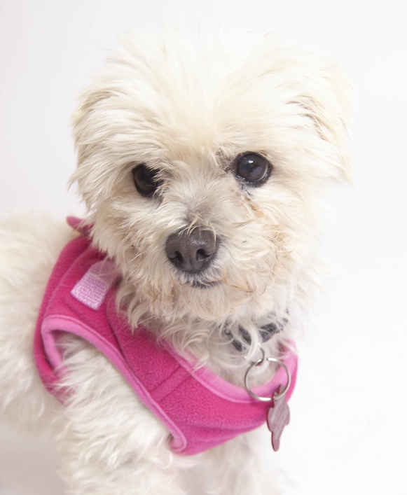 Petals