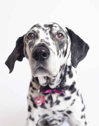 Dottie