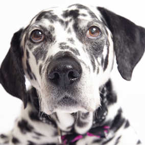 Dottie