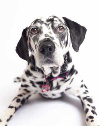 Dottie