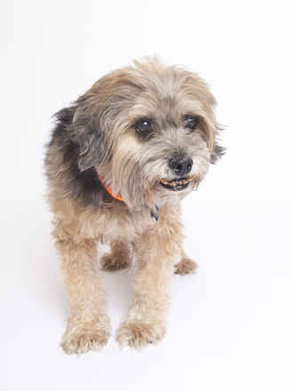 Poochini