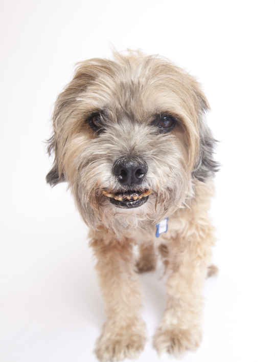Poochini