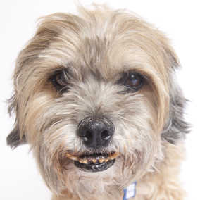 Poochini