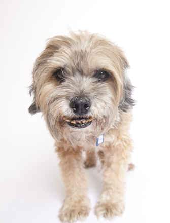 Poochini