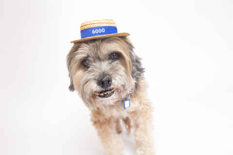 Poochini