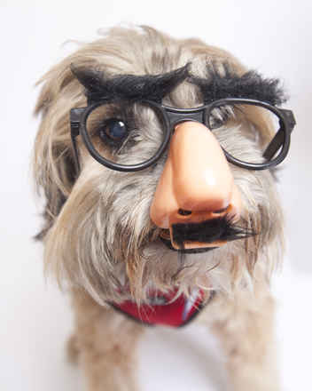Poochini