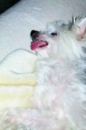 Al Freddo
