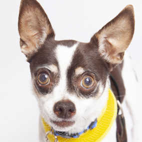 Bosco