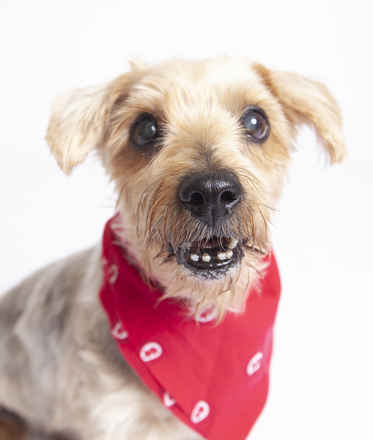 Ralphie