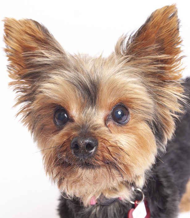 Mitzi