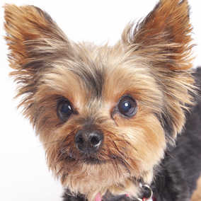 Mitzi