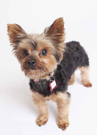 Mitzi
