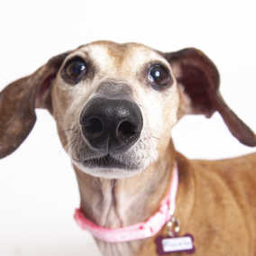 Piccolo