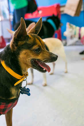 Burton