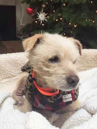 Sir Waggington