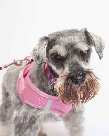 Laverne #