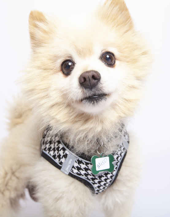 Miso