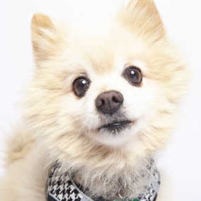 Miso