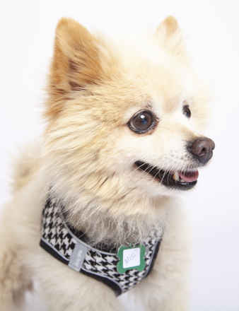 Miso