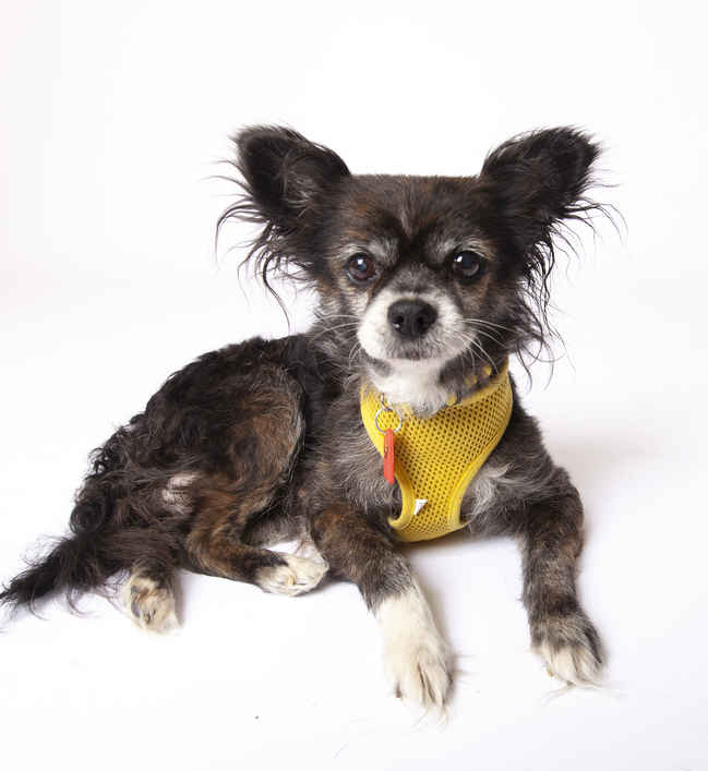 Gizmo