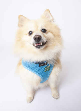 Apollo
