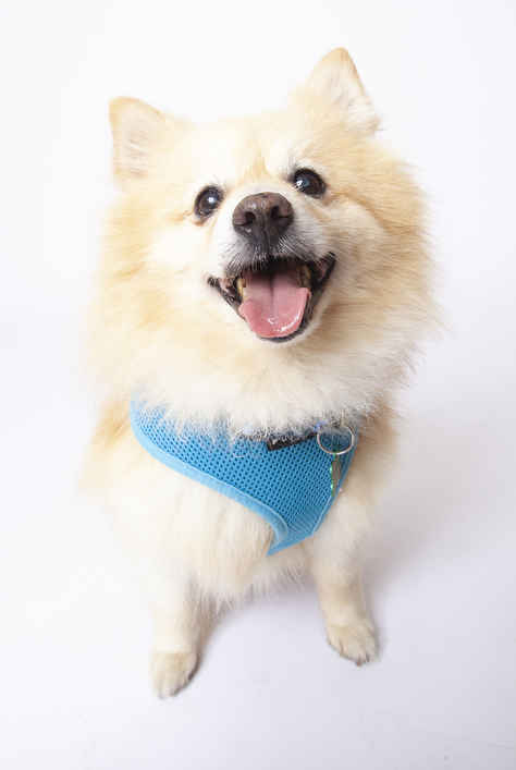 Apollo