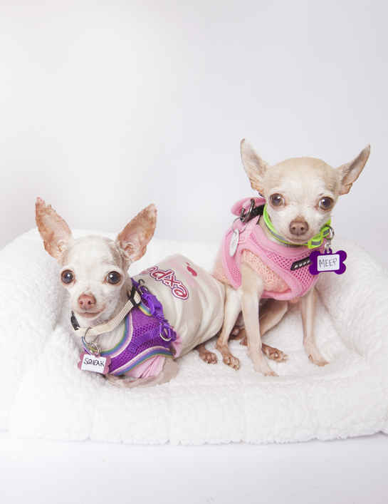 Meep & Squeak