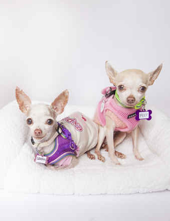 Meep & Squeak
