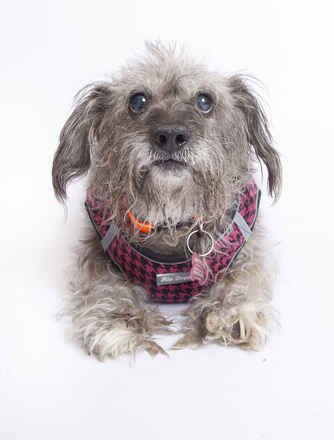 Emmy Lou