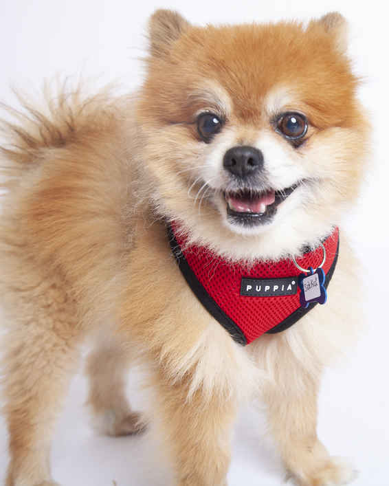 Sidekick