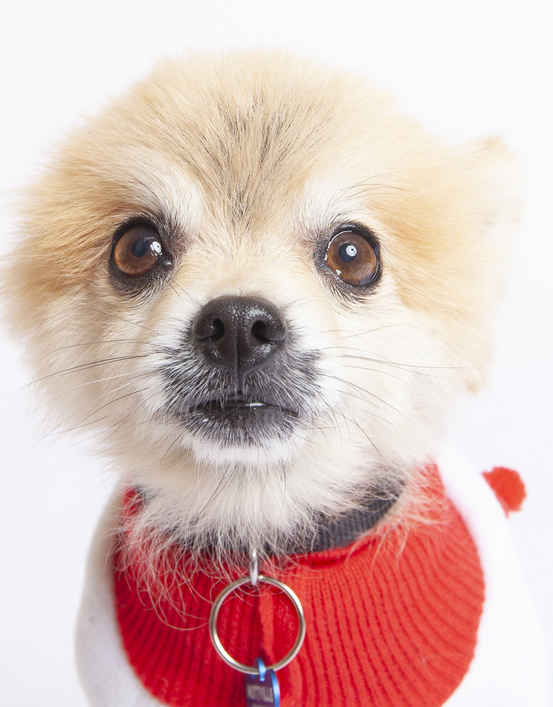 Kimba
