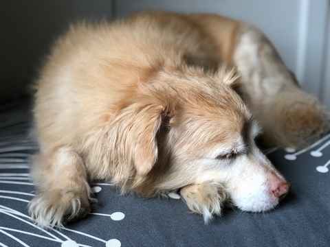 Dax