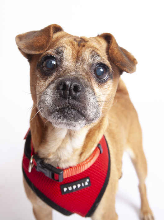 Sheila