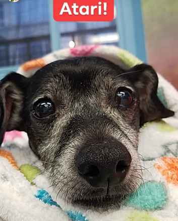 Atari
